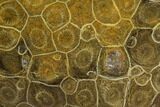 Polished Fossil Coral (Actinocyathus) - Morocco #128183-1